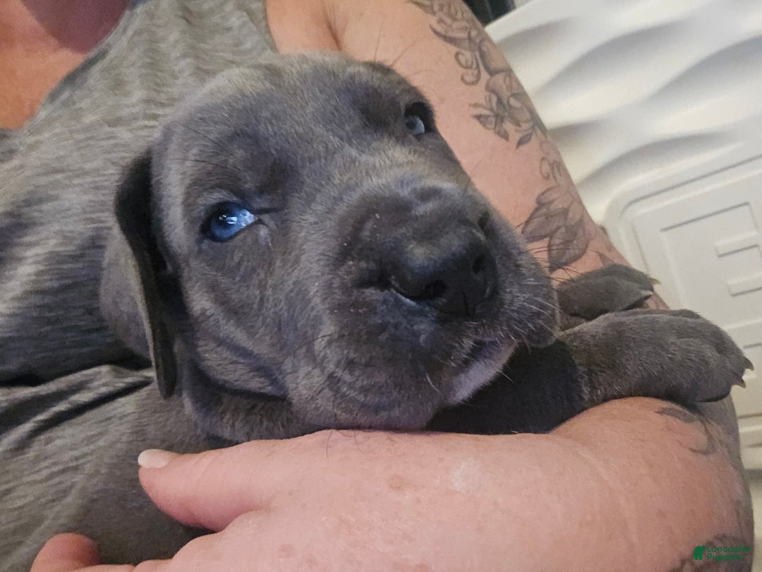 Week Old Great Dane Great Dane Puppy For Sale In Pompano Beach