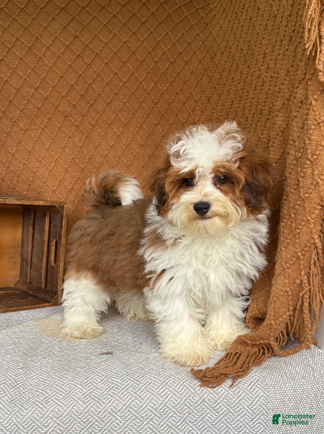 Havanese dogs for sale: Theo  - Ad 1