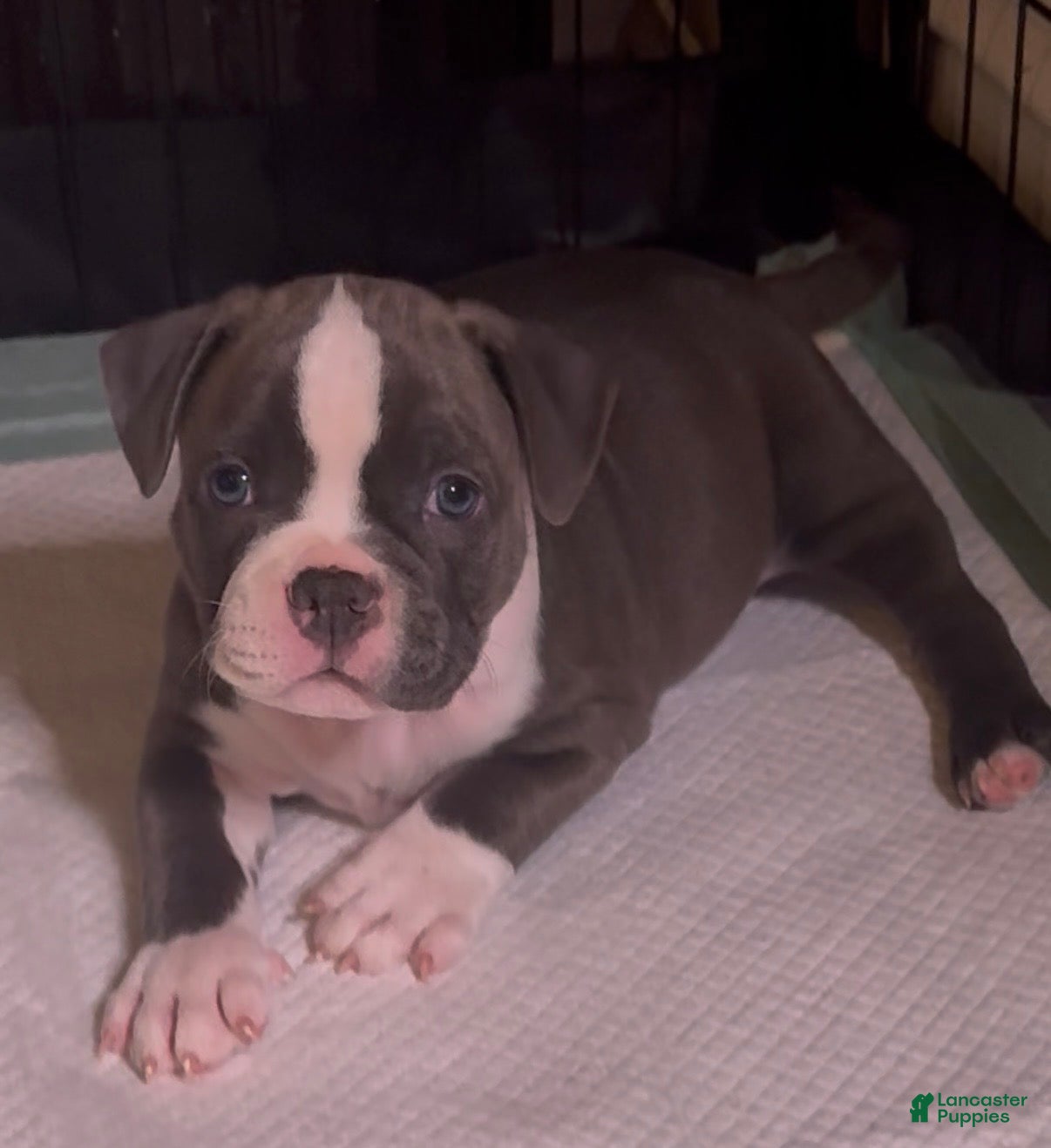 American Bully dogs American Bully 3 - Ad 24