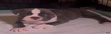 American Bully 3