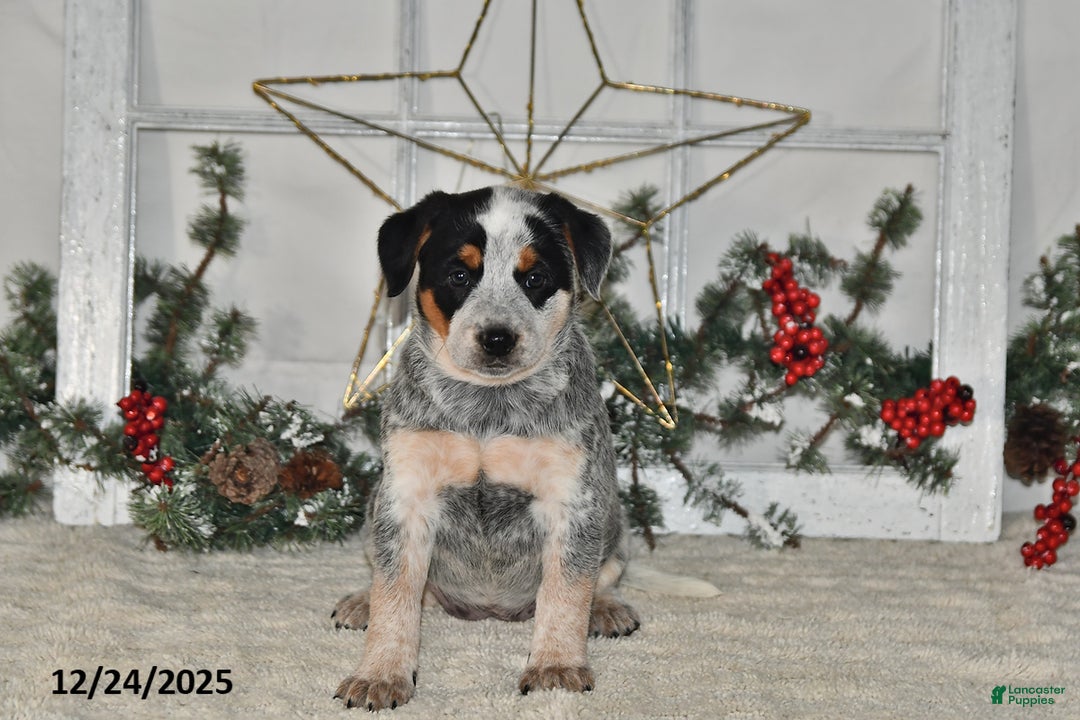 Australian Cattle Dog dogs for sale: Trixie - Ad 3