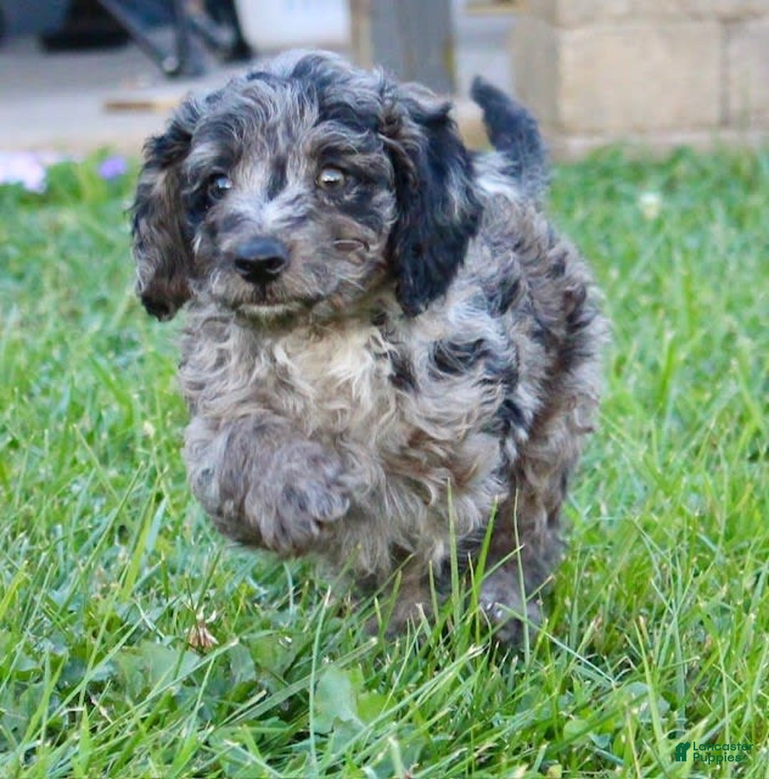 Miniature Labradoodle Older Labradoodle For Sale Golden Doodle