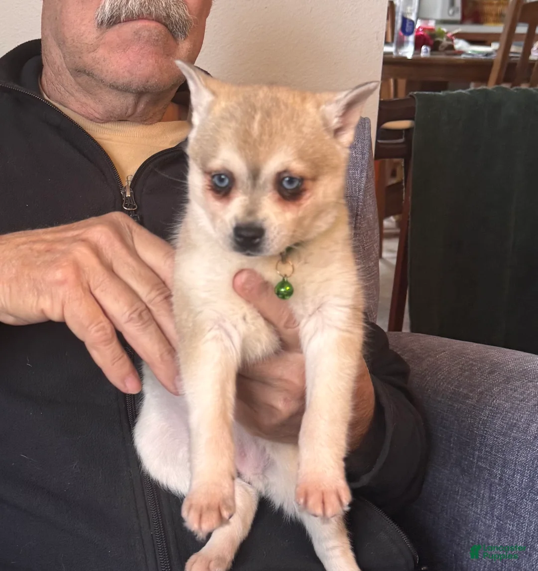 Alaskan Klee Kai dogs for sale:  Puppy 2 - Ad 1