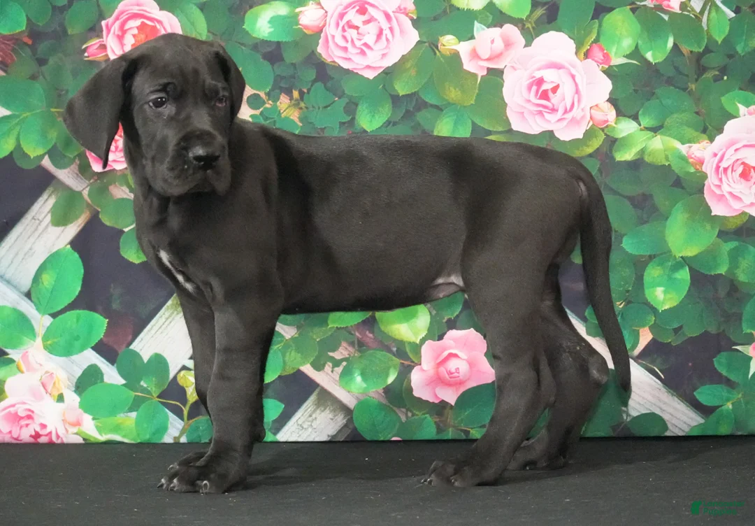 Great Dane dogs for sale: Lori - Ad 3