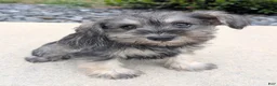 Miniature Schnauzer dogs for sale: Molly - Ad 3