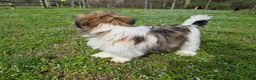 Shorkie dogs for sale: Bronco - Ad 6