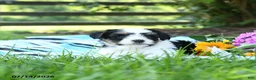 Mixed Breed dogs for sale: Mochi - Ad 3