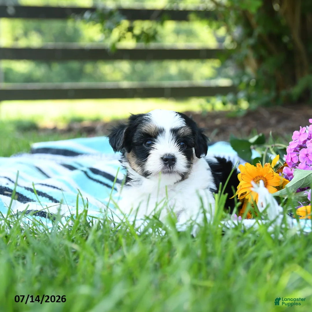 Mixed Breed dogs for sale: Mochi - Ad 3