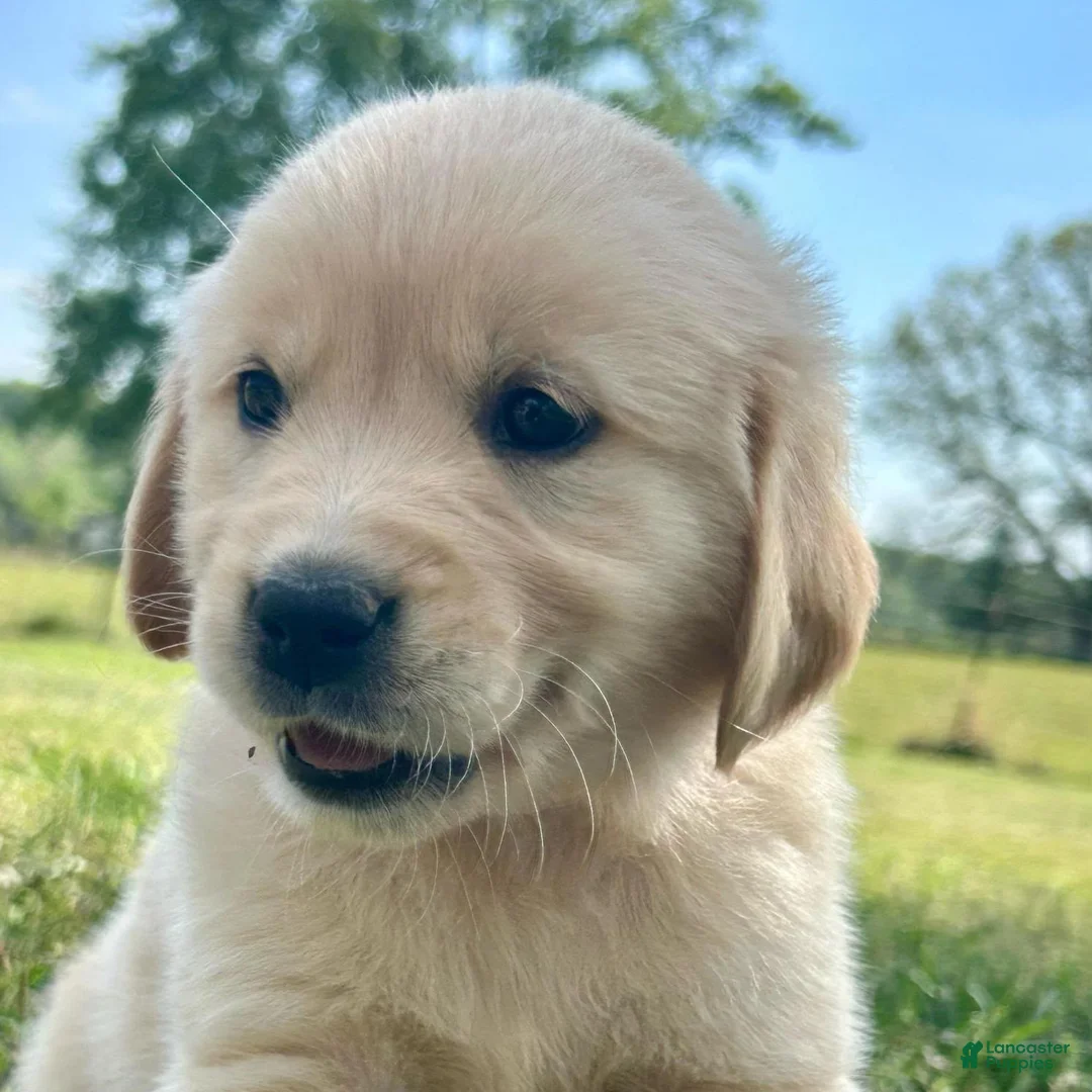 Golden Retriever dogs for sale: Merrigold - Ad 2