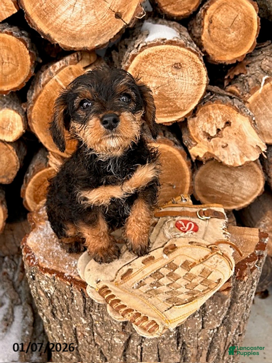 Mixed Breed dogs for sale: Lucy - Ad 3