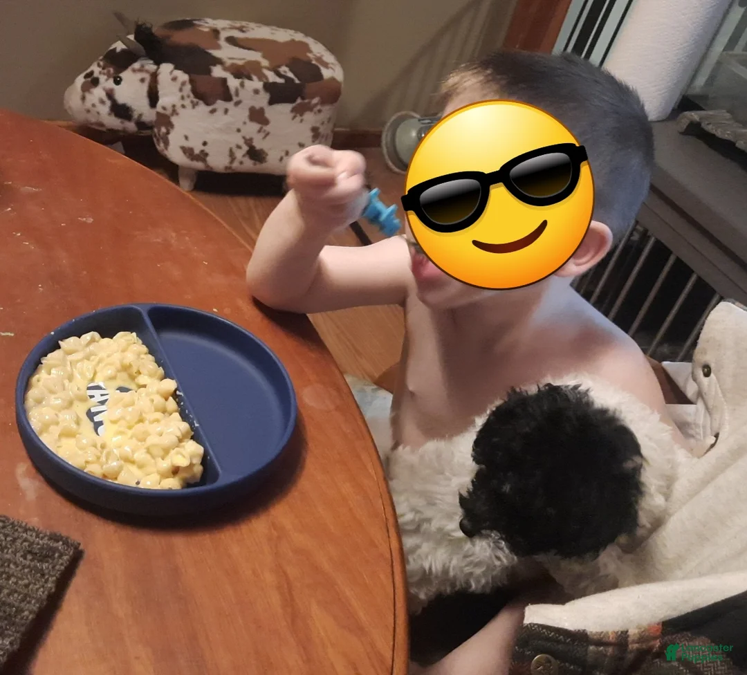 Miniature Poodle dogs for sale: Louise ♡ - Ad 2