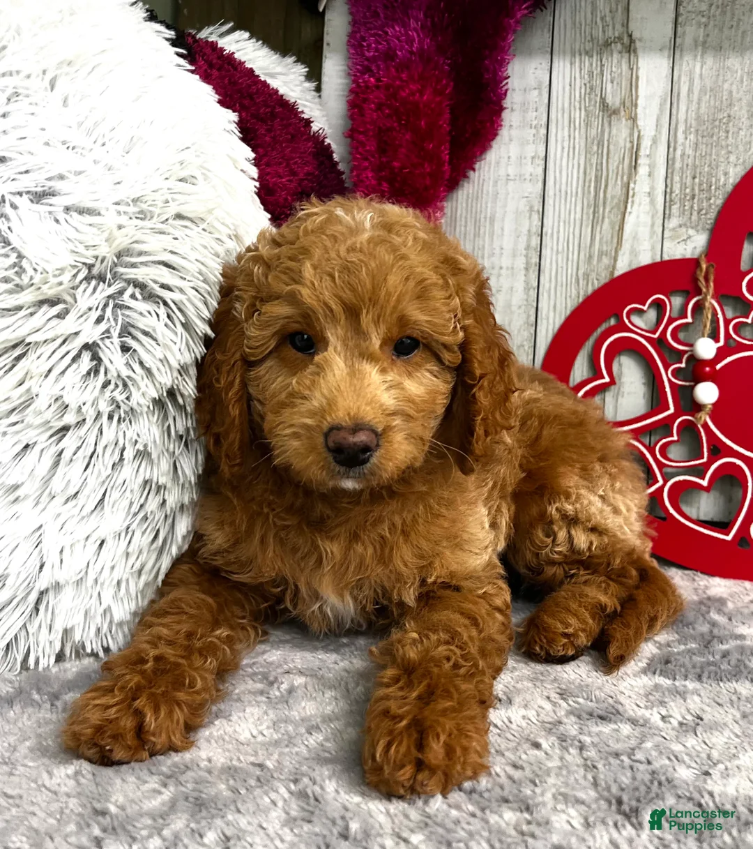 Mini Goldendoodle dogs for sale: Alpha (Miniature Boy) - Ad 3