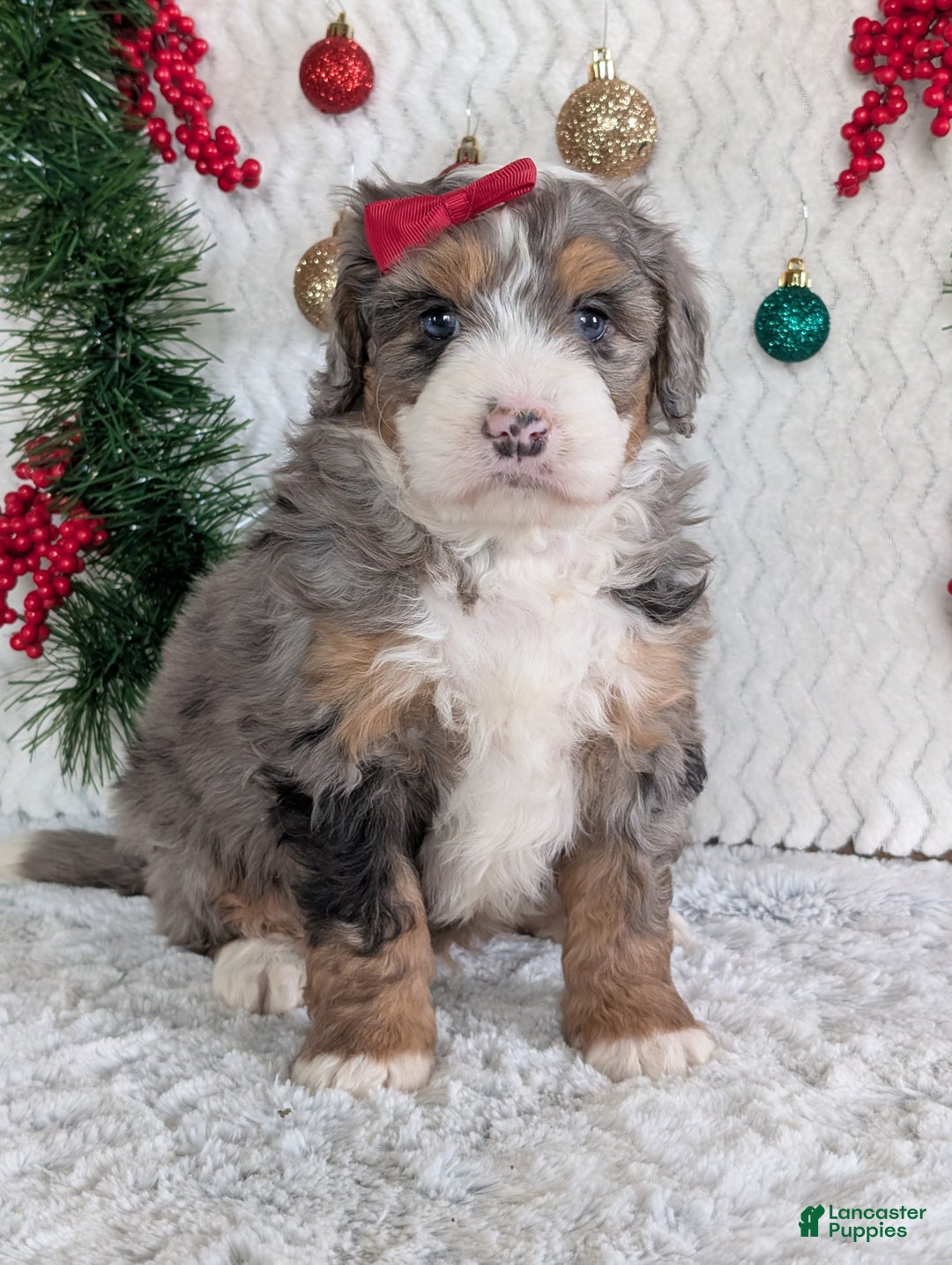 Mini Bernedoodle dogs for sale: Mini Niko  - Ad 23