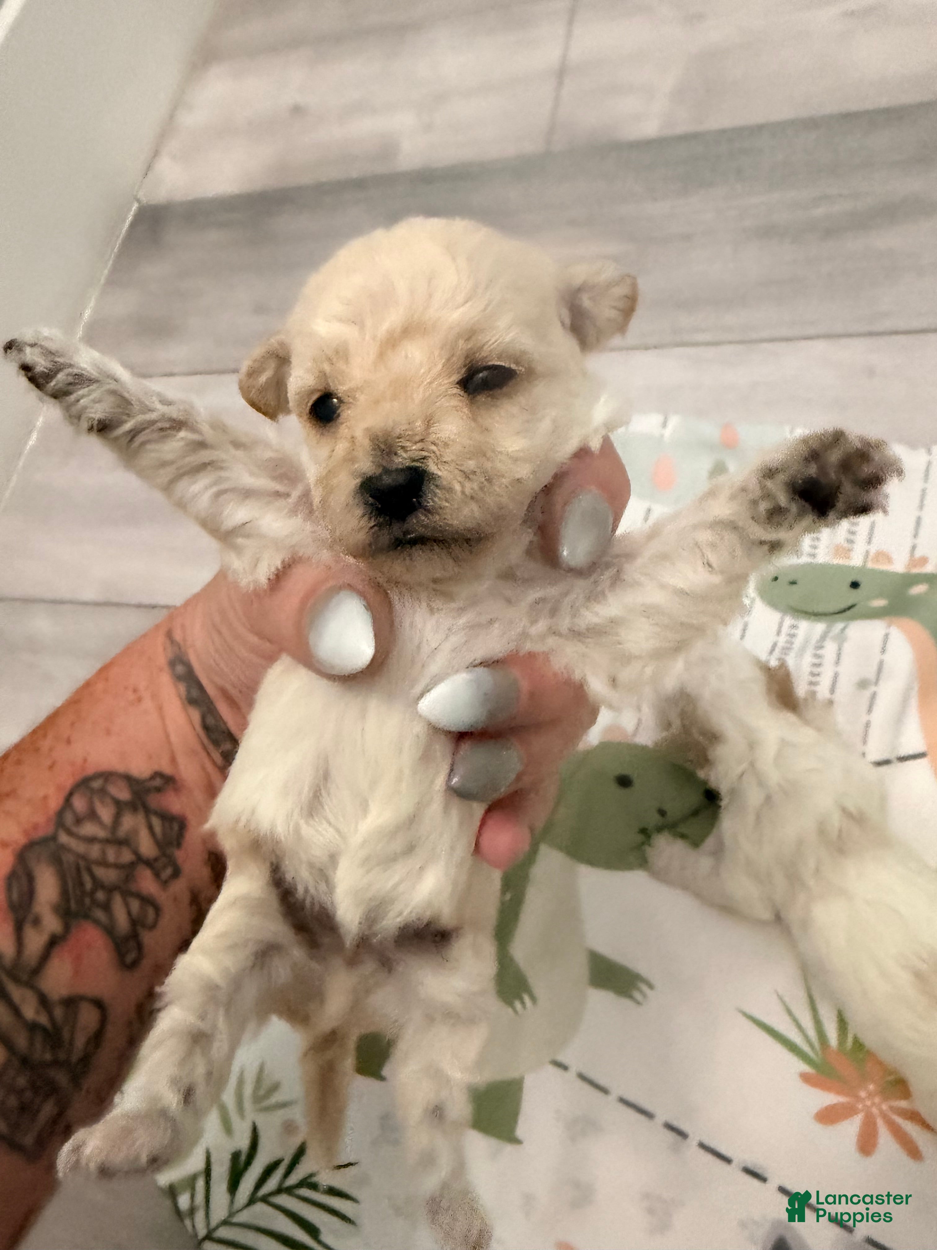 Yorkiepoo dogs for sale: Yorkiepoo 1 - Ad 3