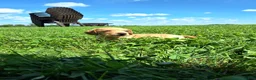 Dachshund dogs for sale: Bella - Ad 26