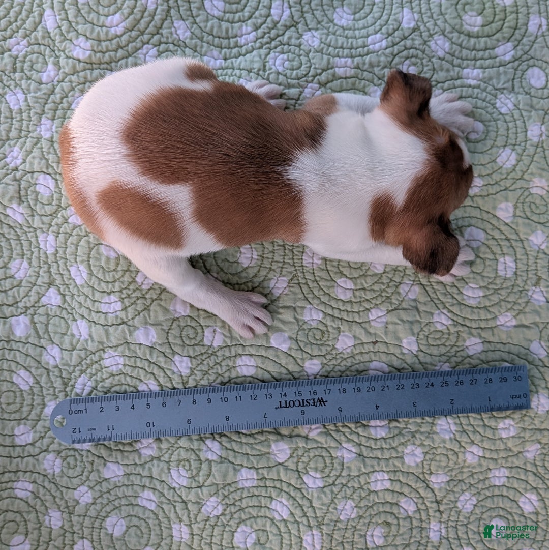 Rat Terrier dogs for sale: Cinnamon - Ad 10