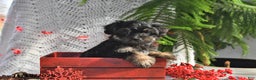 Yorkiepoo dogs for sale: Zinnia - Ad 1