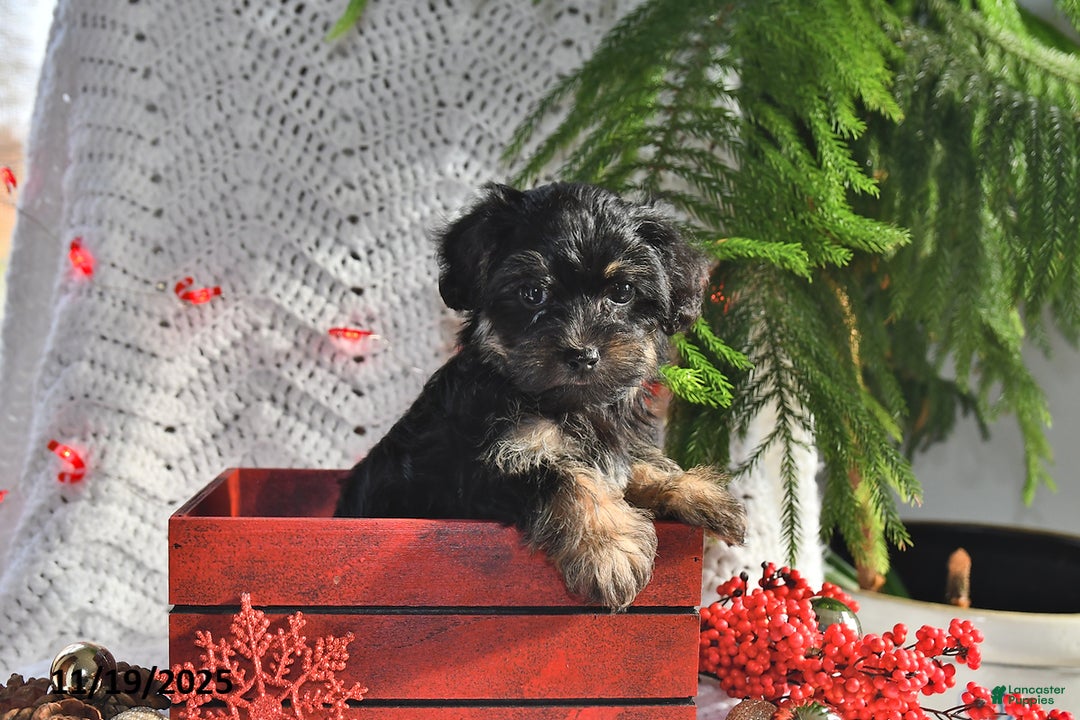 Yorkiepoo dogs for sale: Zinnia - Ad 1