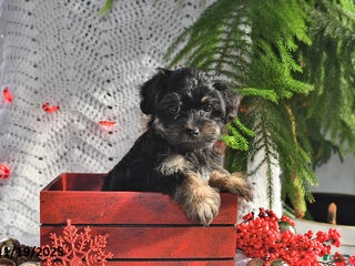Yorkiepoo dogs Zinnia - Ad 25