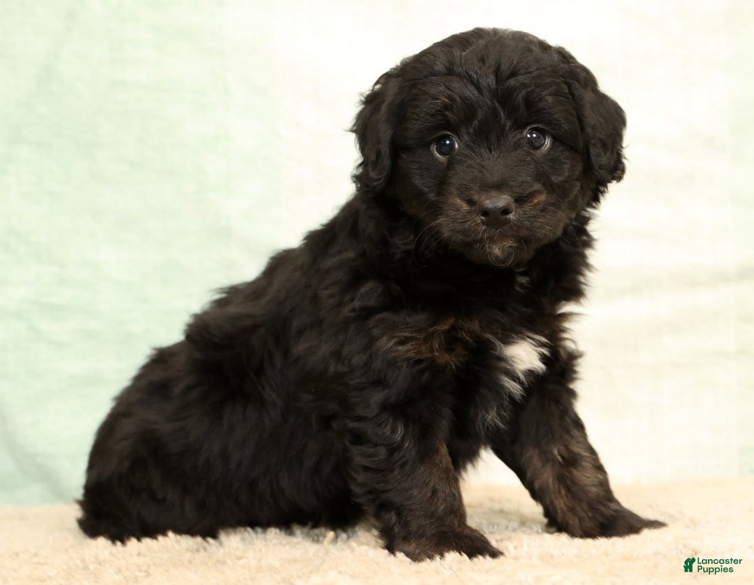Mini Aussiedoodle dogs for sale: Blake - Ad 2