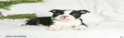 Boston Terrier dogs for sale: Baxter - Ad 3