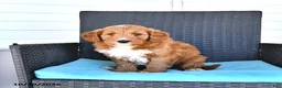 Goldendoodle dogs for sale: Jordan - Ad 3