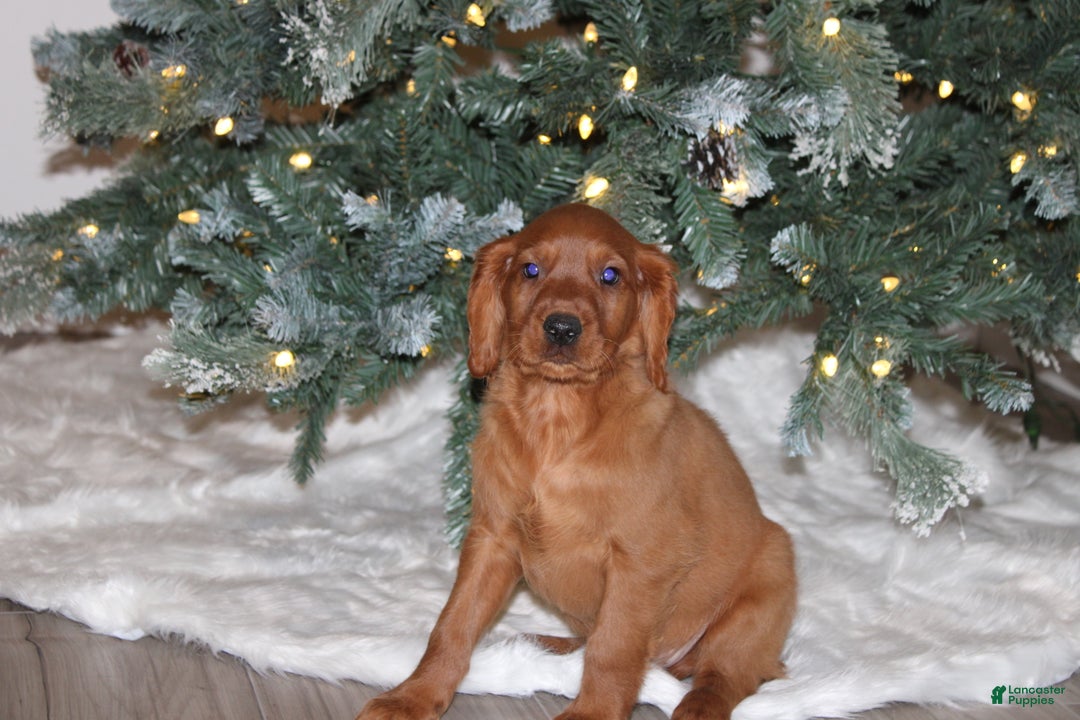 Mixed Breed dogs for sale: gordan - Ad 2