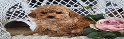 Cavapoo dogs for sale: Gracie - Ad 4