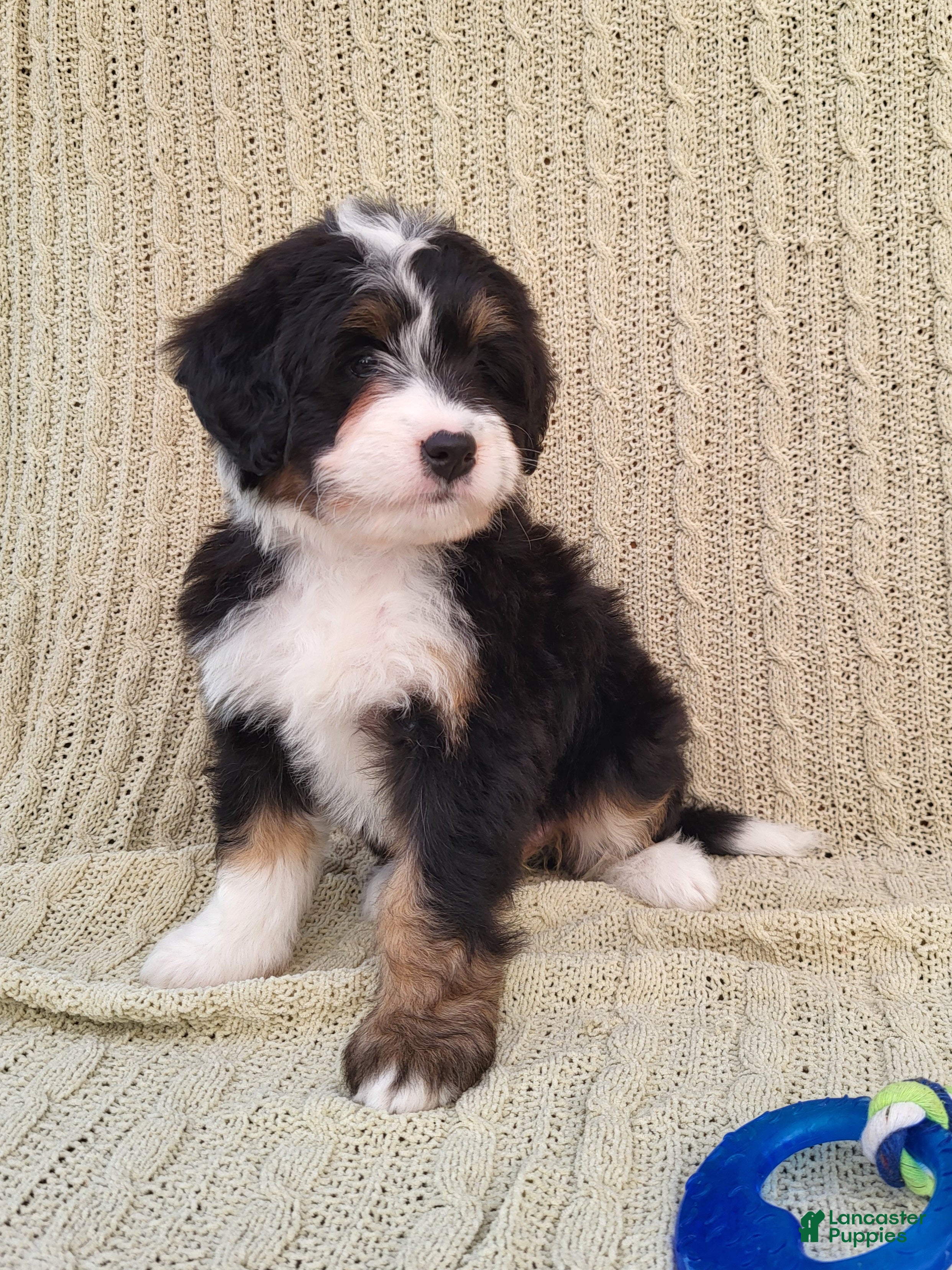 Mini Bernedoodle dogs Sophie  - Ad 9