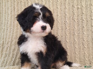 Mini Bernedoodle dogs Sophie - Ad 6