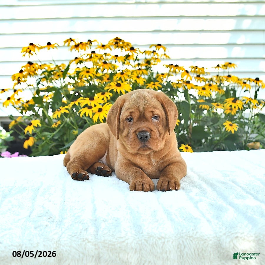 Mini Hippo dogs for sale: Missie - Ad 3