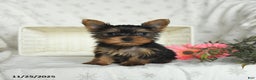 Yorkshire Terrier dogs for sale: Biscuit - Ad 2
