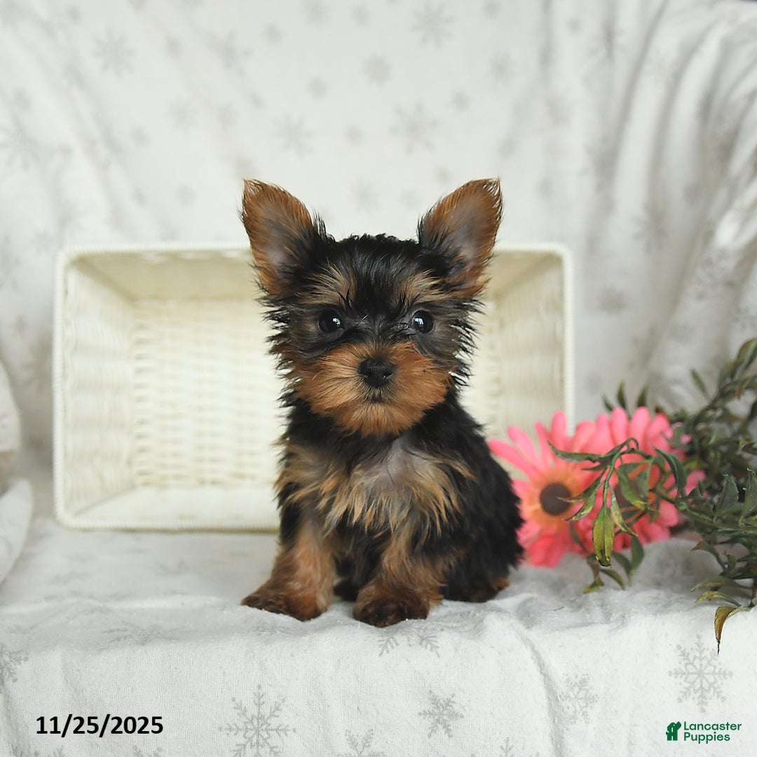 Yorkshire Terrier dogs for sale: Biscuit - Ad 2