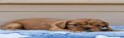 Cavalier King Charles Spaniel dogs for sale: Olive Cavalier King Charles Spaniel  - Ad 4