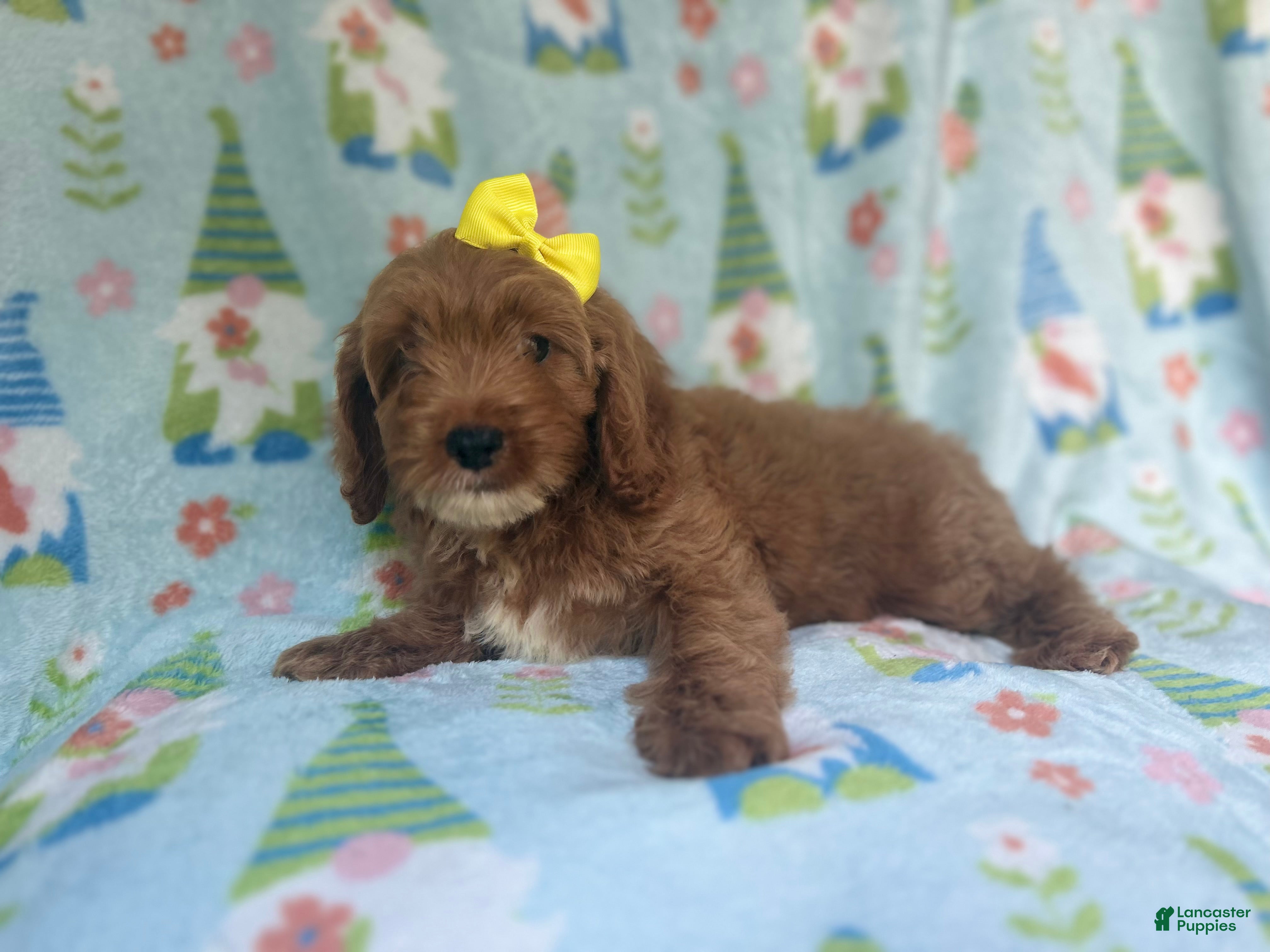 Toy Poodle Shih Tzu Cockapoo Puppies For Sale Cockapoo