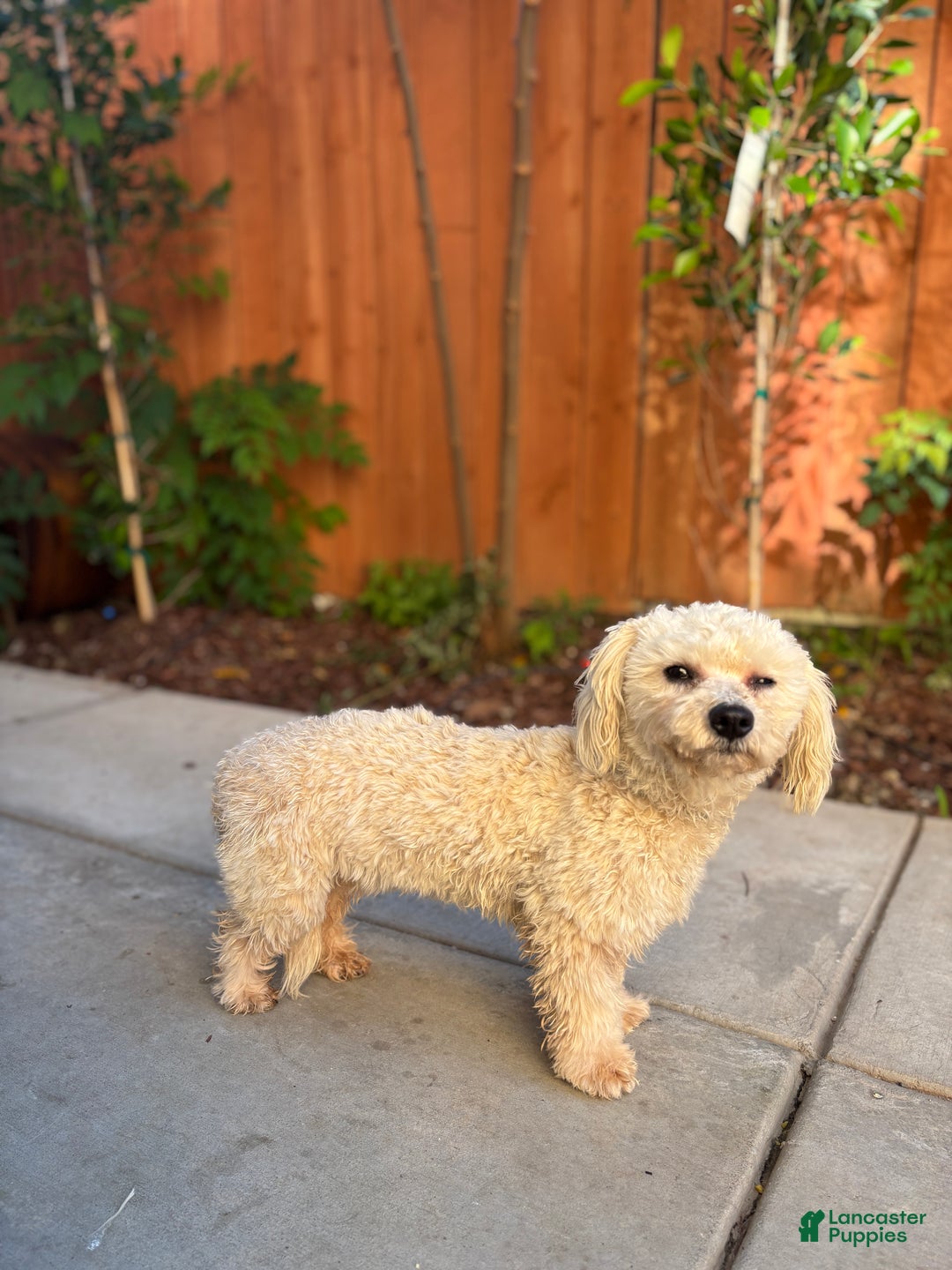 Miniature Poodle dogs for sale: Bell - Ad 3