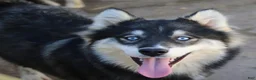 Pomsky dogs for sale: Duke - Ad 3