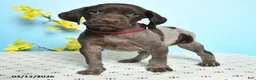 German Shorthaired Pointer dogs for sale: Tootsie - Ad 3