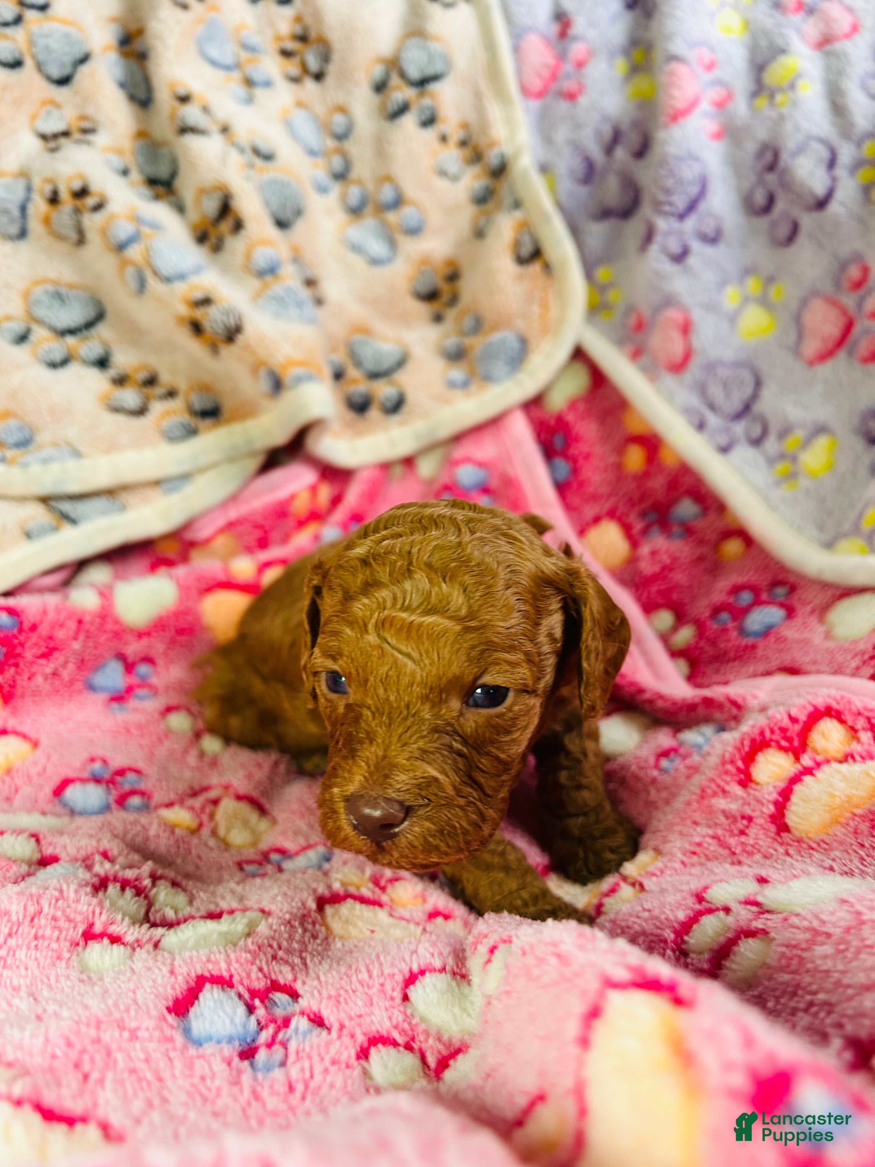 Cavapoo dogs Atlas - Ad 38