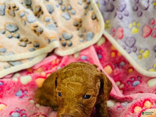 Cavapoo dogs Atlas - Ad 34