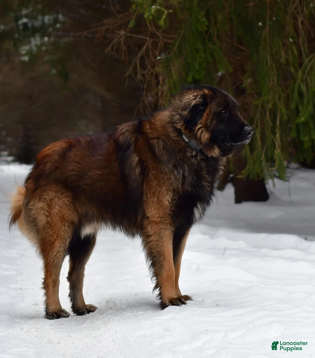 Estrela Mountain Dog dogs for sale: Amynta "Defender" - Ad 2