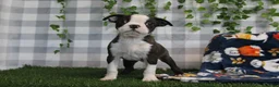 Boston Terrier dogs for sale: Mario - Ad 1