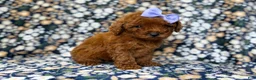 Mini Goldendoodle dogs for sale: Sasha - Ad 8