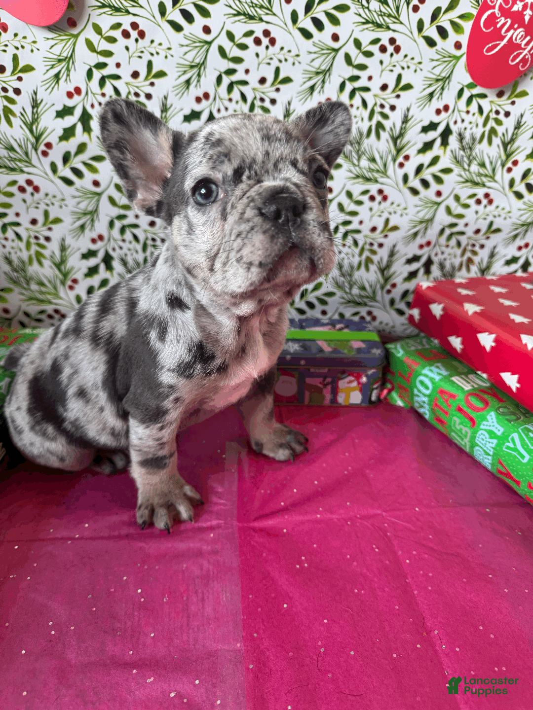 French Bulldog dogs for sale: MIA - Ad 5