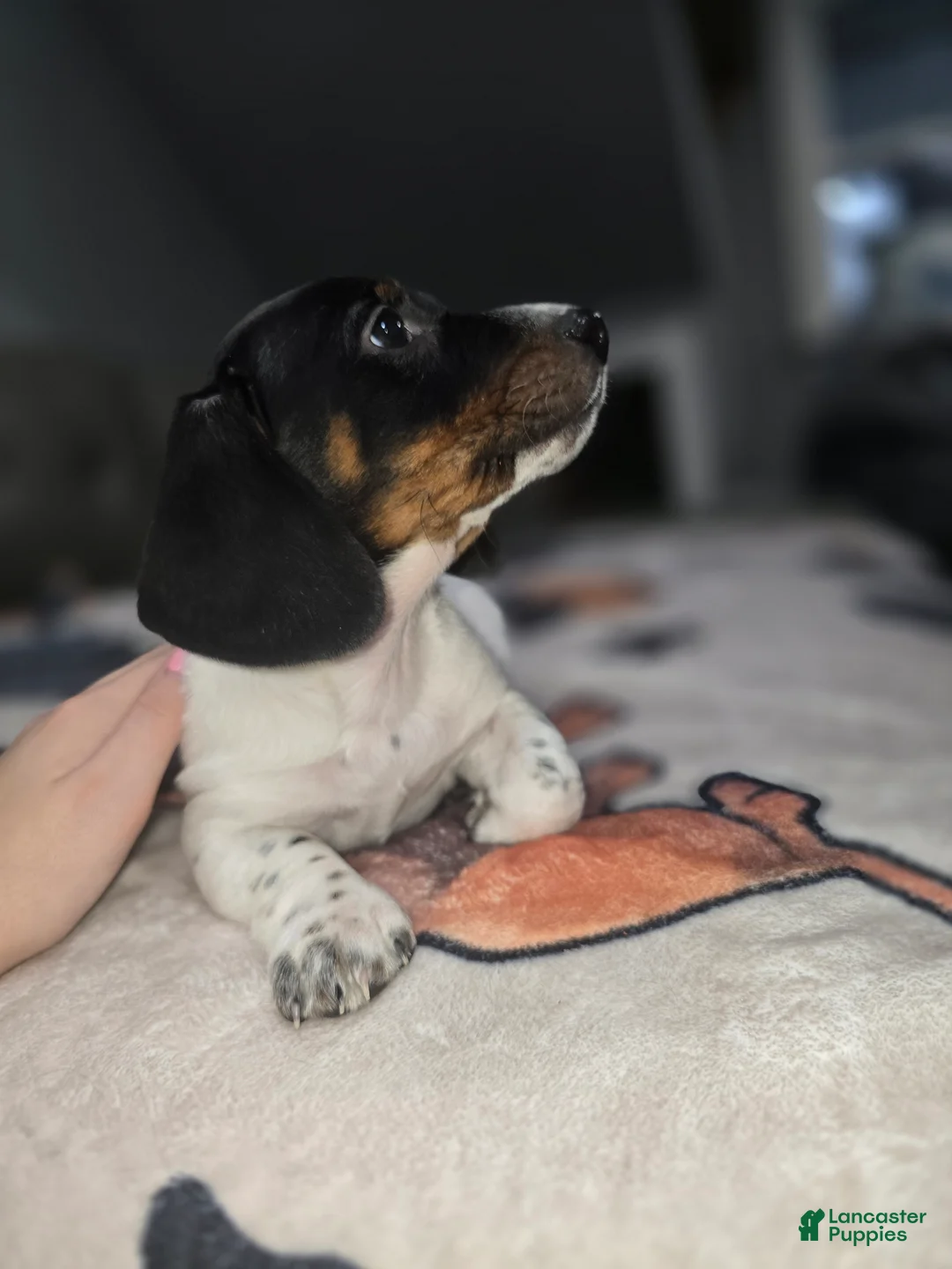 Dachshund dogs for sale: Hollee - mini - Ad 1