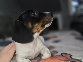 Dachshund dogs for sale: Hollee - mini - Ad 2