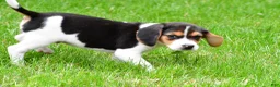 Beagle dogs for sale: Banjo - Ad 8