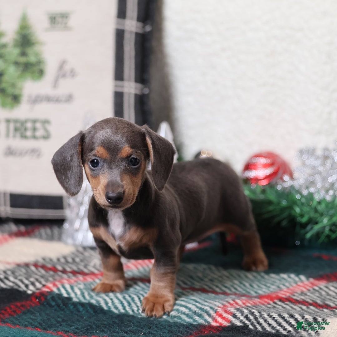 Dachshund dogs for sale: Lucy  - Ad 7
