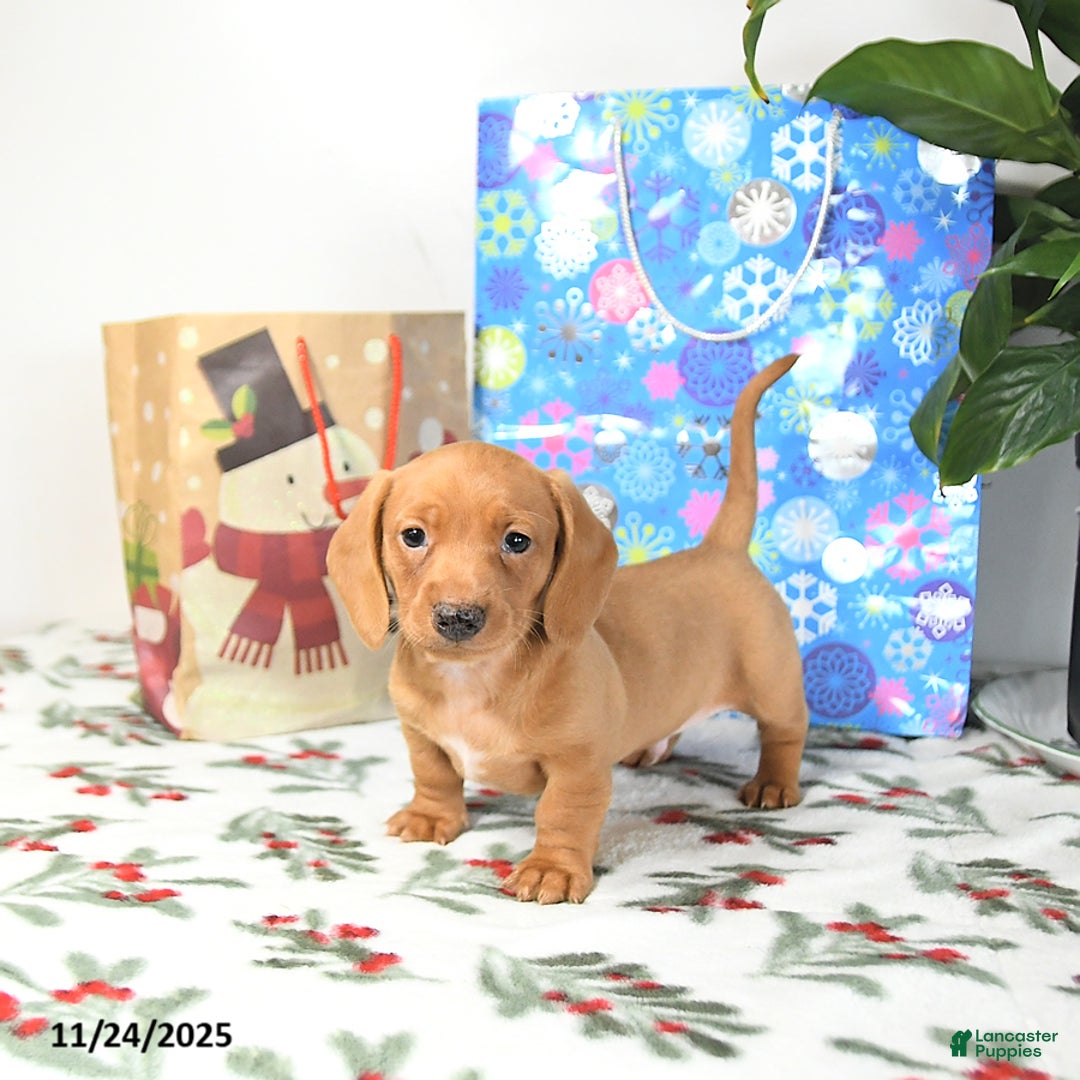 Miniature Dachshund dogs for sale: Ranger - Ad 1