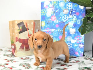 Miniature Dachshund dogs Ranger - Ad 42